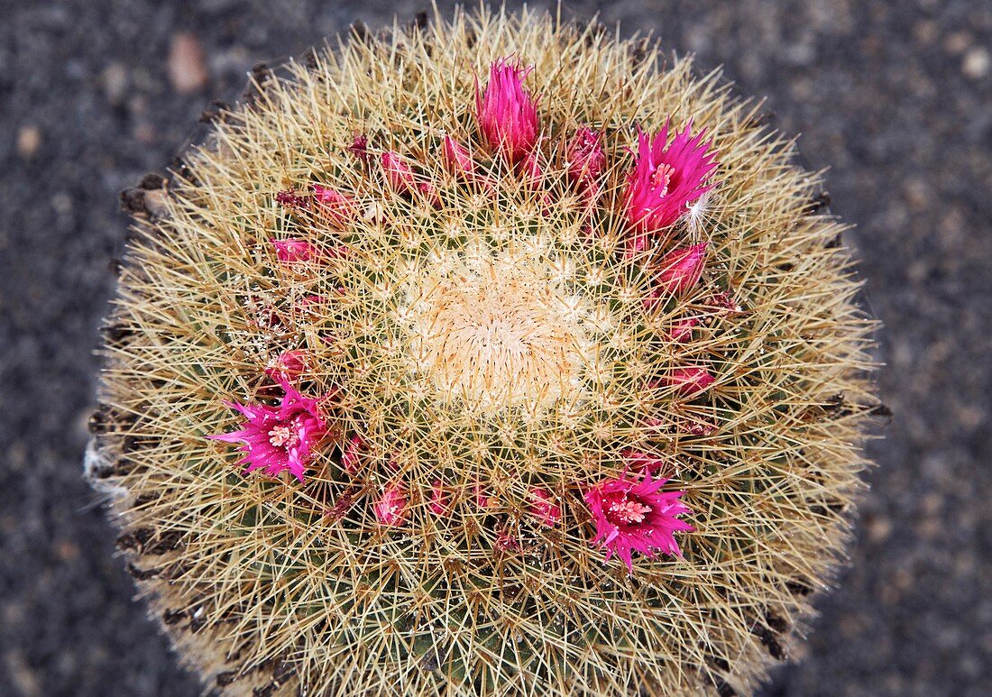 Bristle brush cactus (Mammillaria spinosissima)