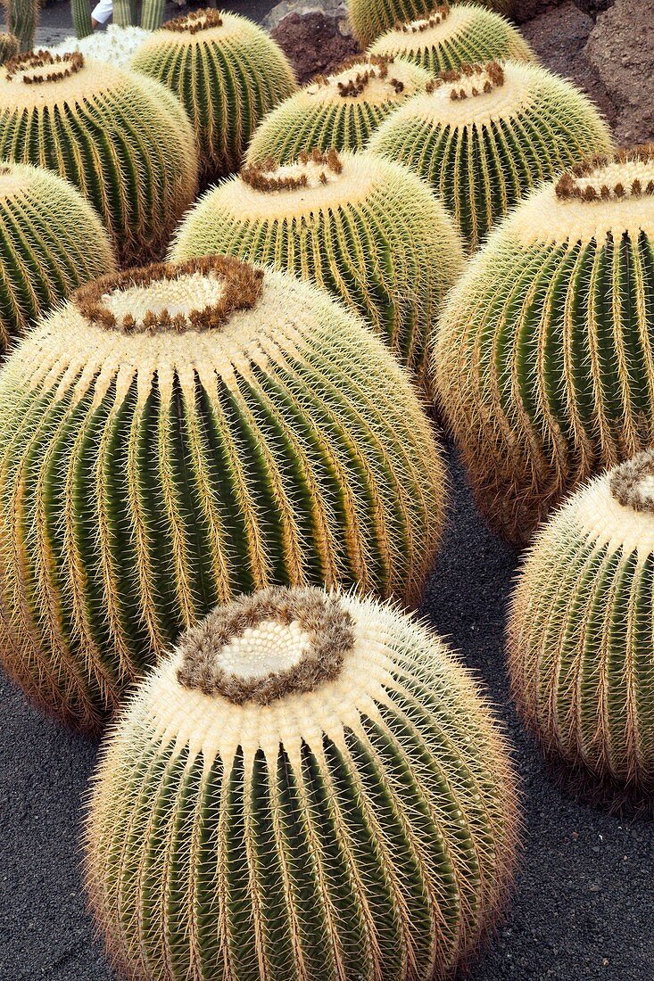 Giant barrel cactus (Echinocactus platyacanthus)