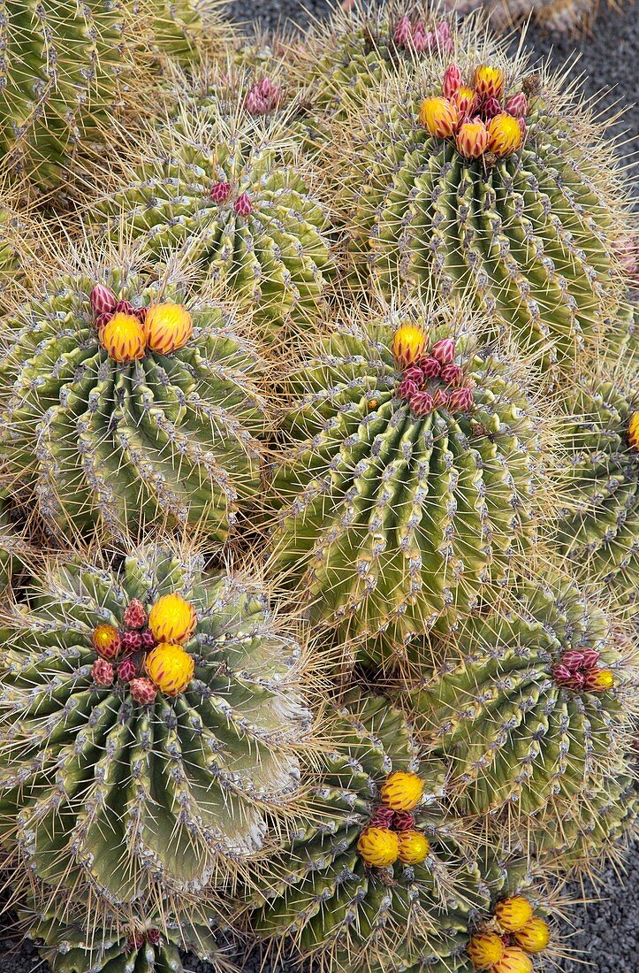 Sonora barrel cactus (Ferocactus echidne)