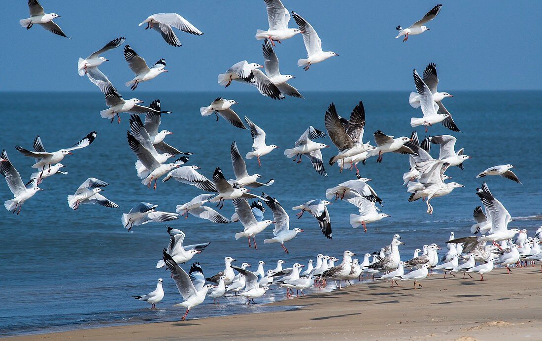 Brown-headed gulls on a beach