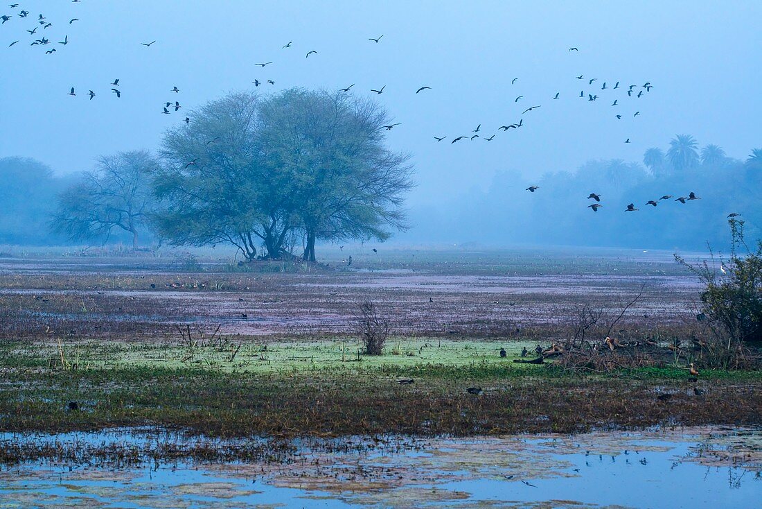 Birds over marshland, India