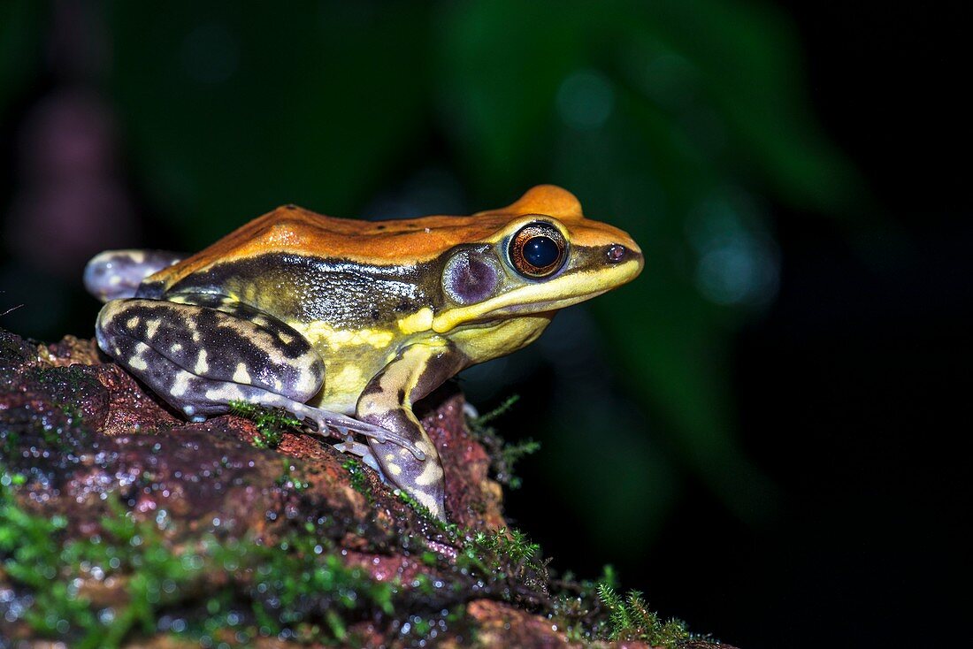 Fungoid frog on damp rock