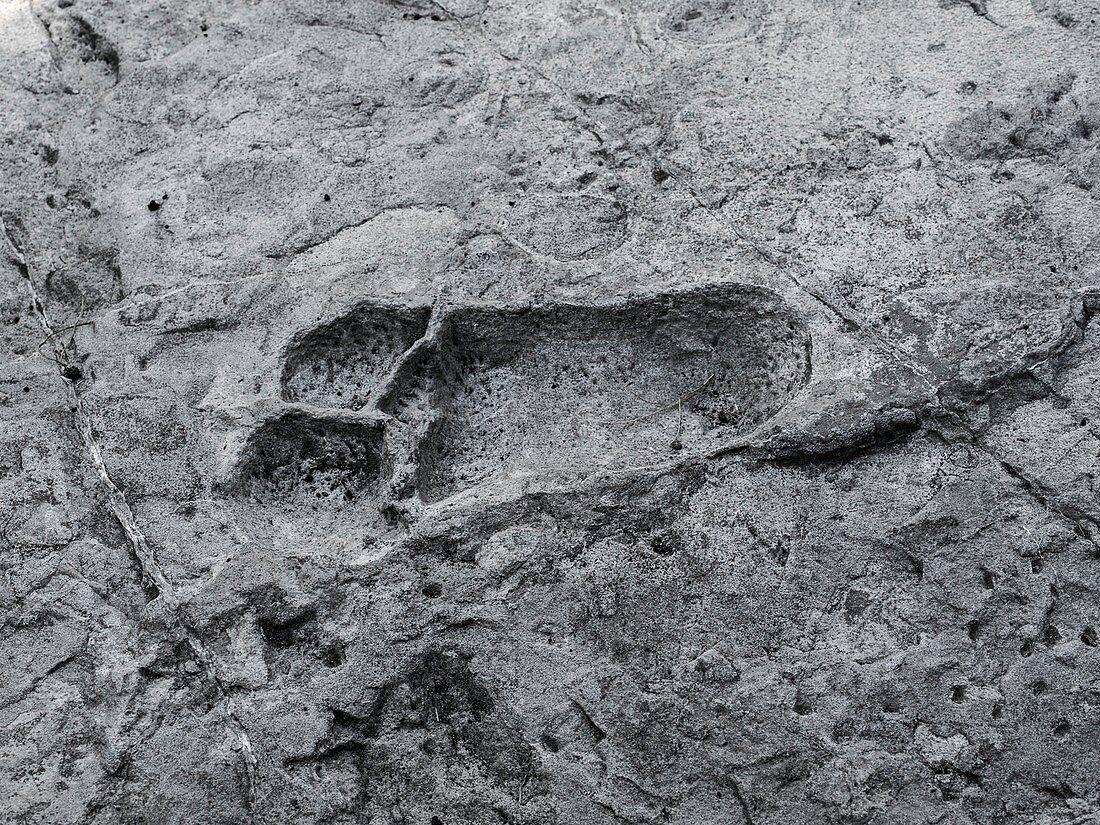 Hominid footprint