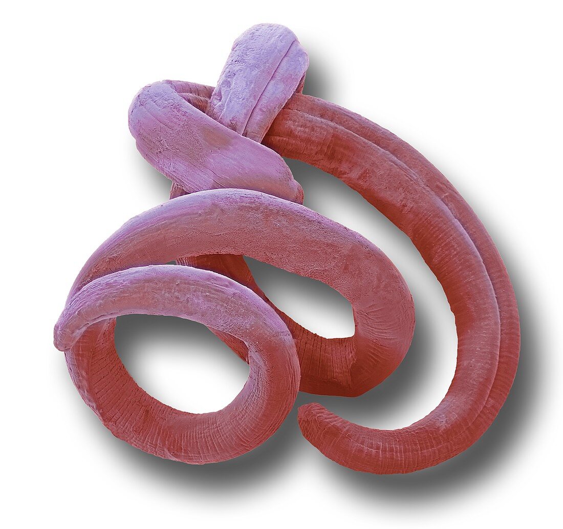 Nematode worm, SEM
