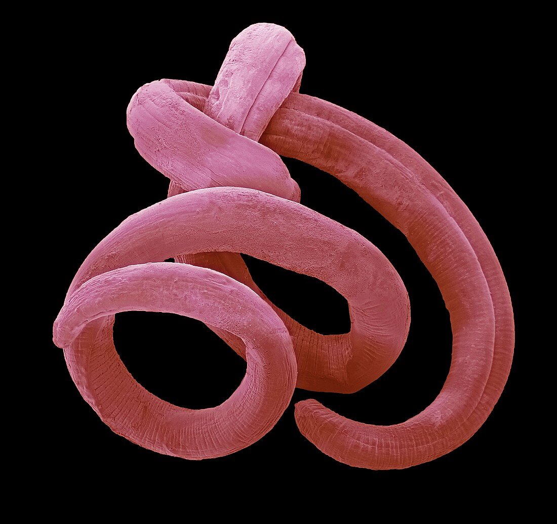 Nematode worm, SEM