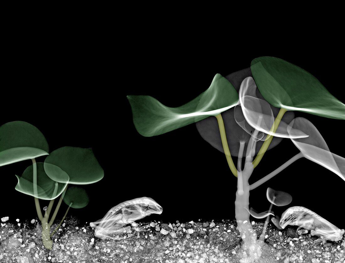 Toads and paddle plants, X-ray