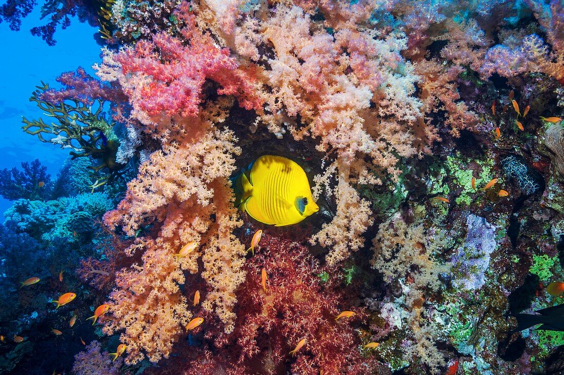 Masked butterflyfish with soft corals
