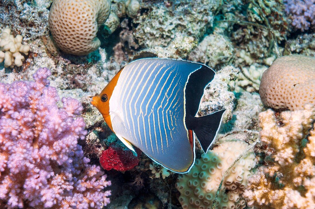 Hooded butterflyfish