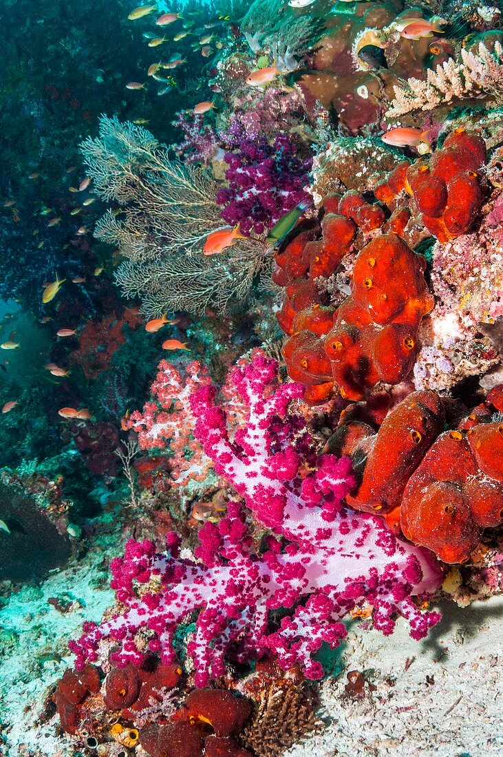 Soft coral and sponge on a coral reef