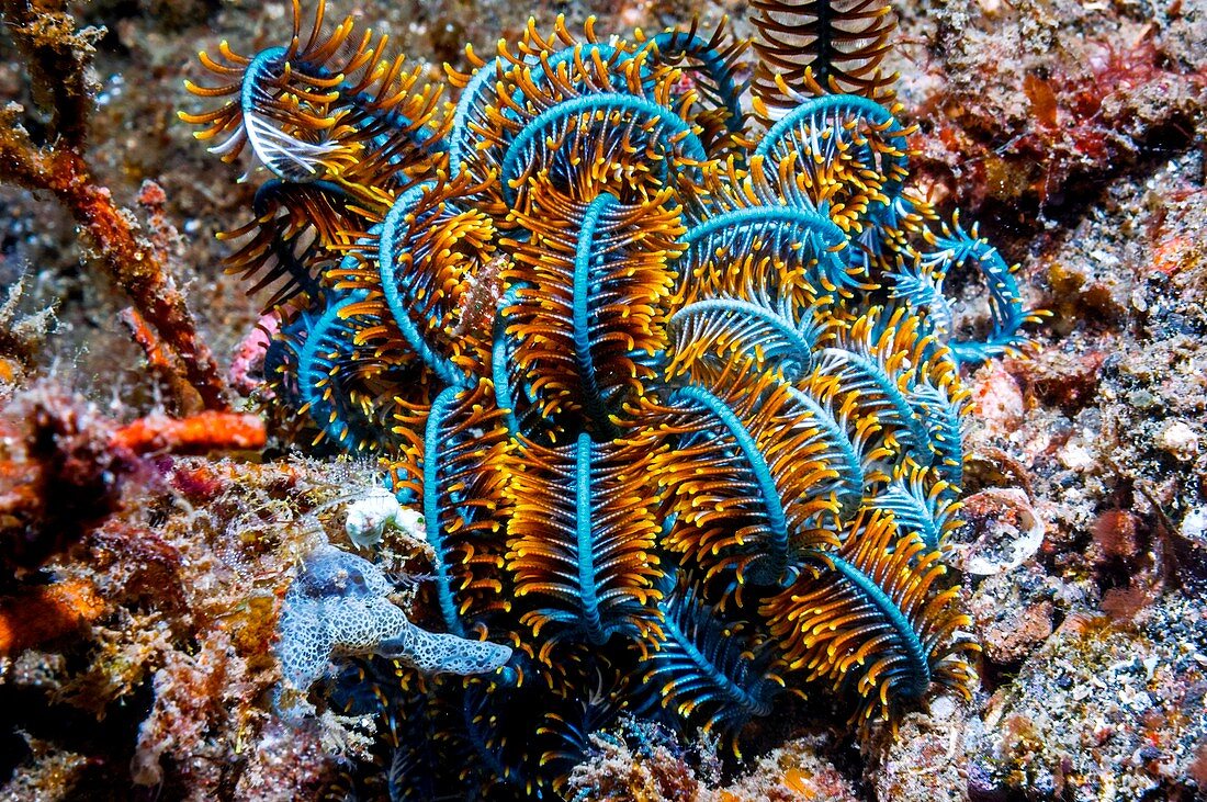 Crinoid, Indonesia