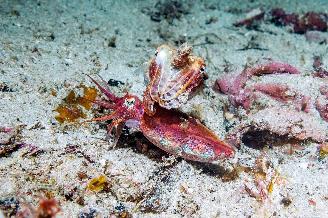 Papuan cuttlefish courtship