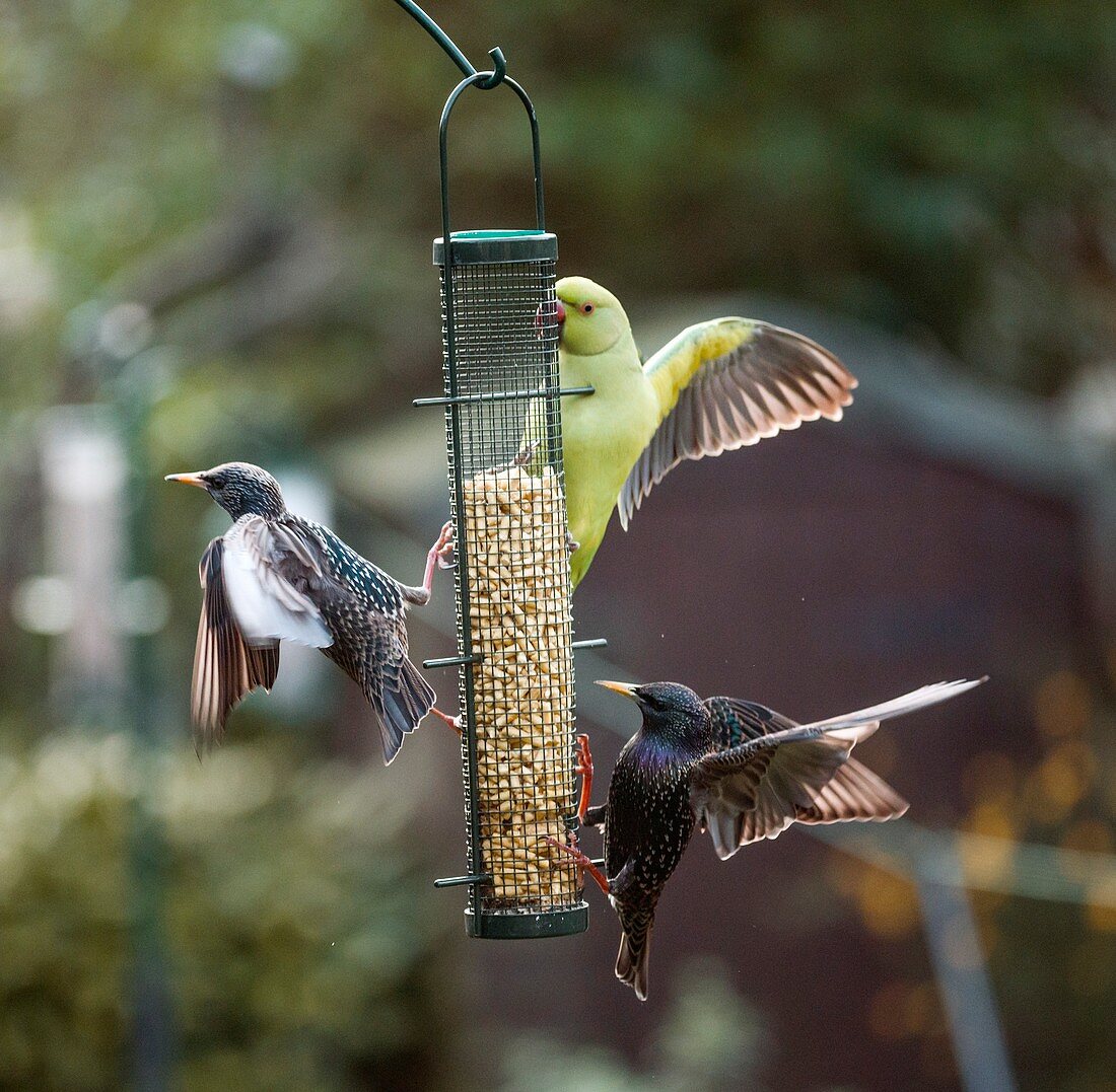Ring-necked parakeets and starling, London, UK