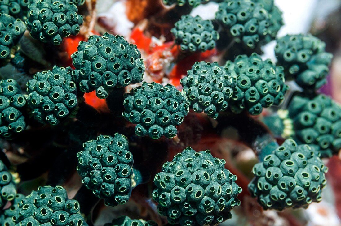 Stalked sea squirts (Oxycorynia fascicularis)