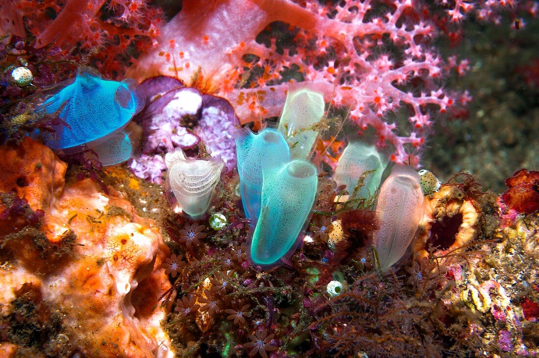 Sea squirts (Rhopalaea crassa)