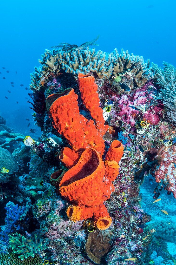 Sea sponge growing on coral