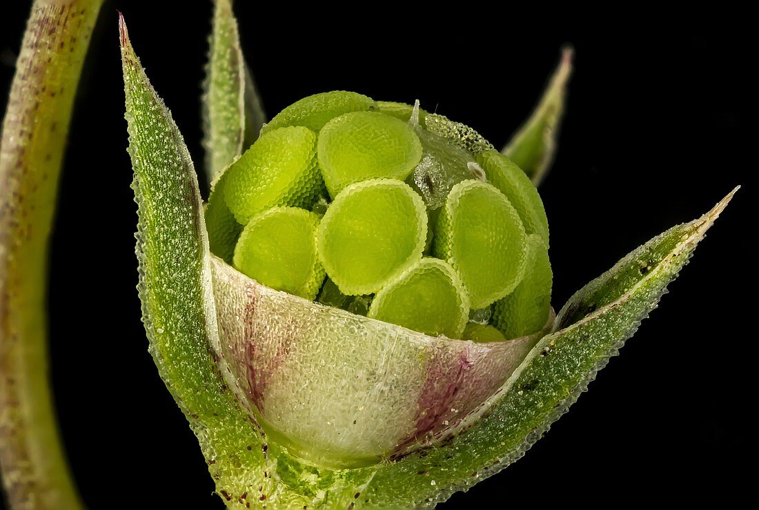 Pimpernel seed capsule, LM