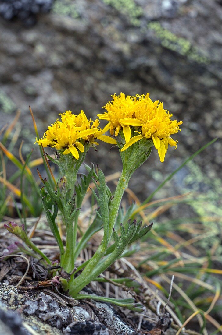 Grey Alpine groundsel in flower
