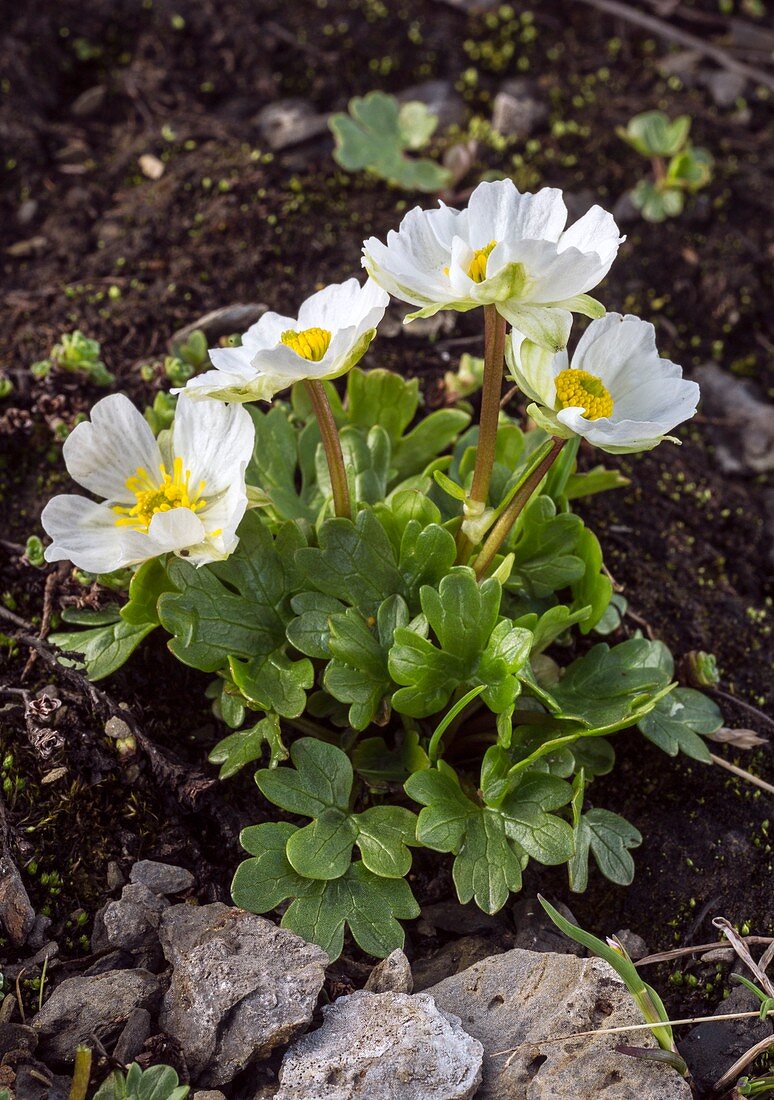 Alpine buttercup (Ranunculus alpestris) in flower