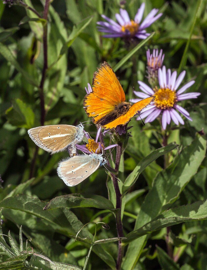 Damon blue and scarce copper butterflies on aster