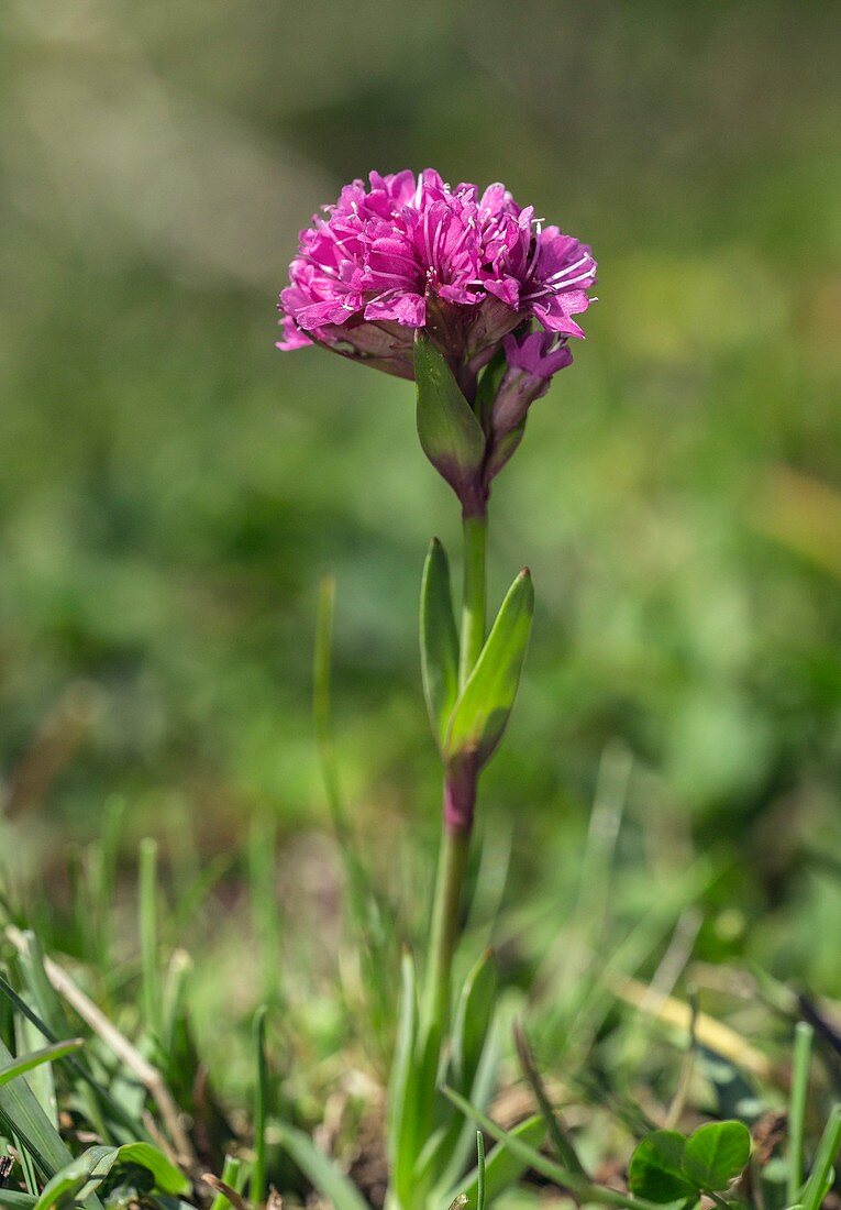 Alpine catchfly (Silene suecica) in flower