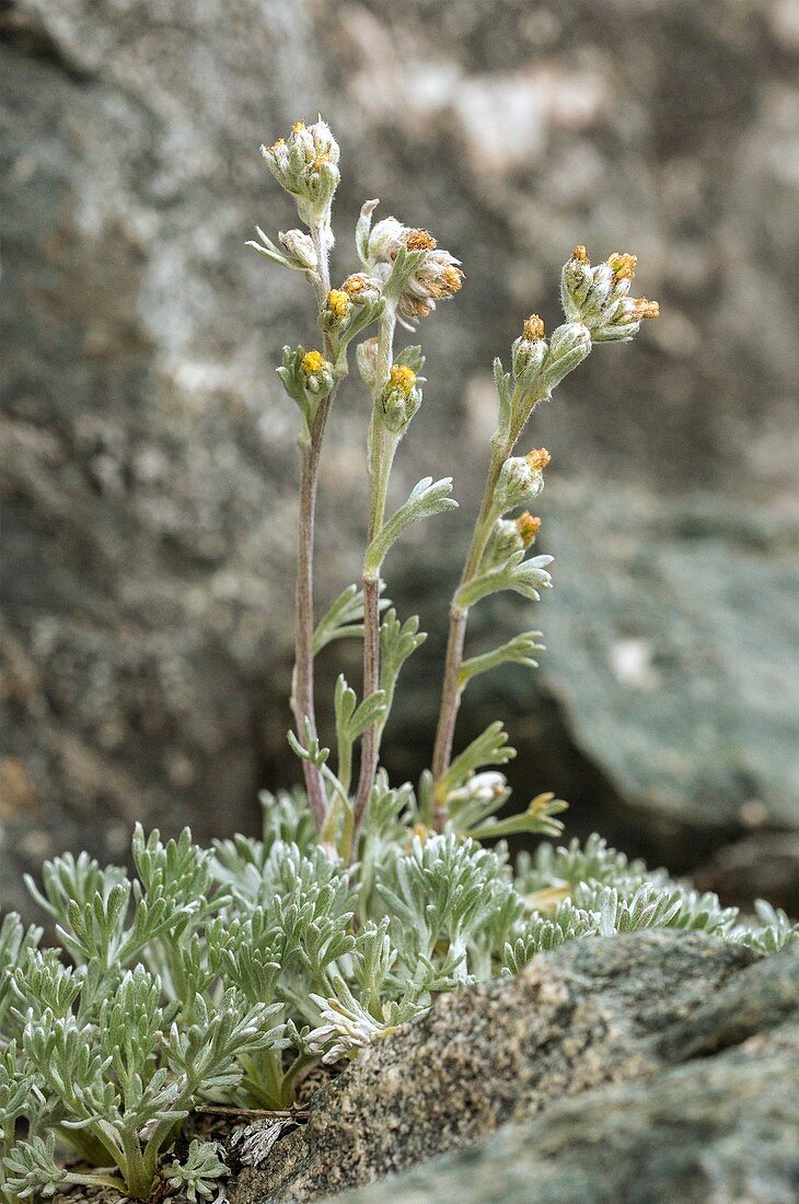White genipi (Artemisia umbelliformis) in flower