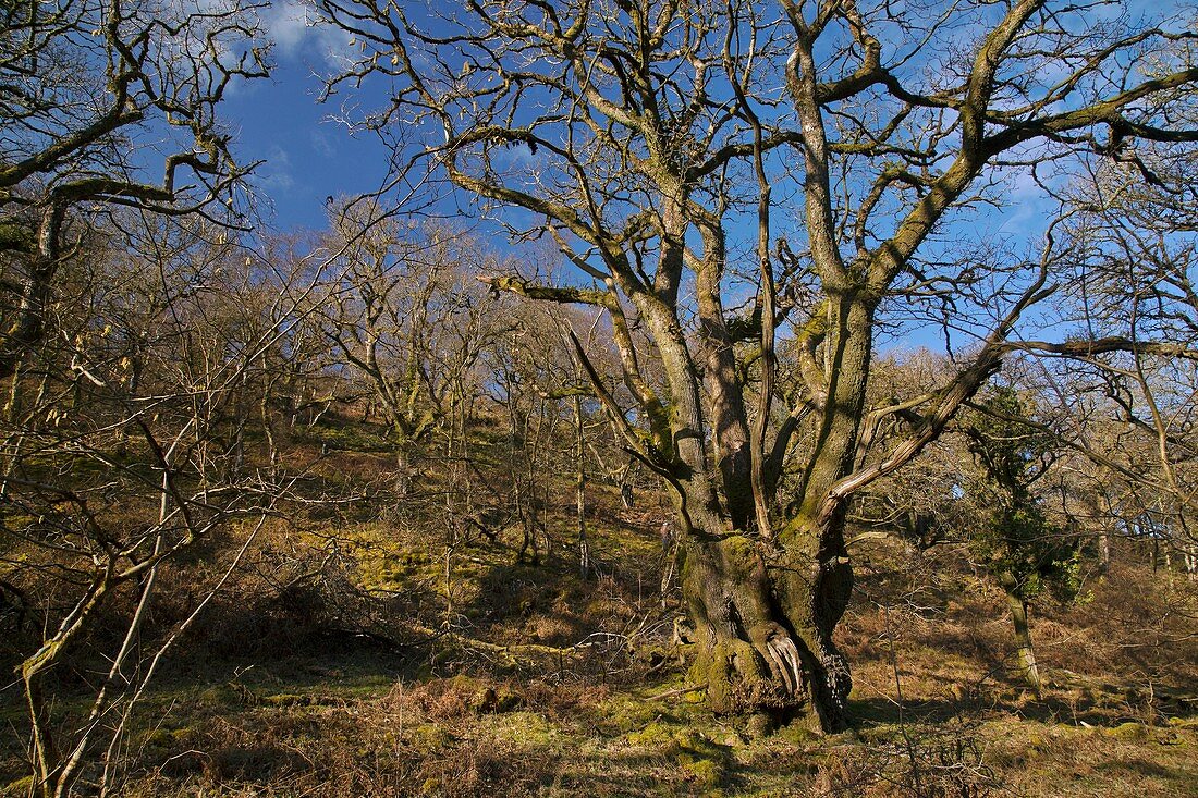 Pollarded sessile oak (Quercus petraea) trees, UK