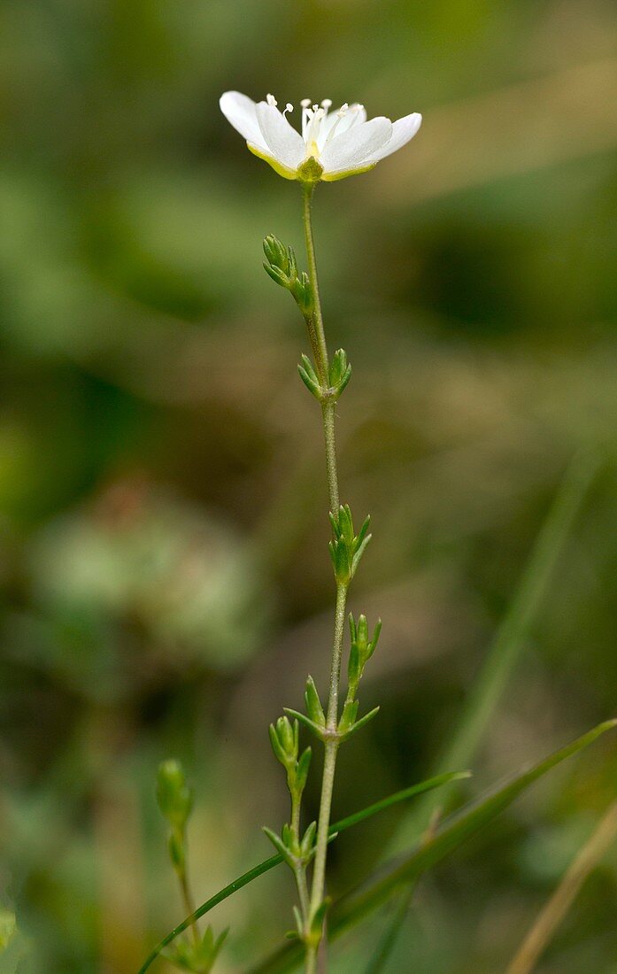 Knotted pearlwort (Sagina nodosa) in flower