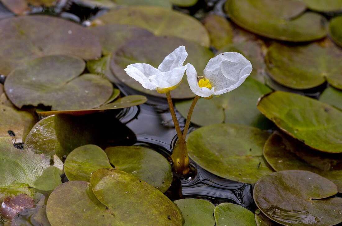 Common frogbit (Hydrocharis morsus-ranae) in flower