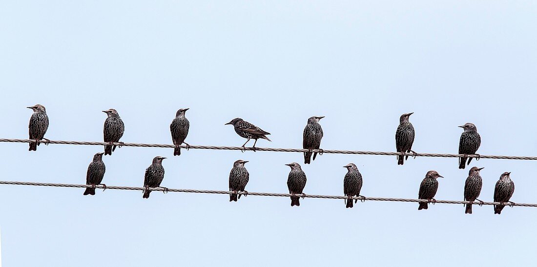 Starlings on telegraph wires