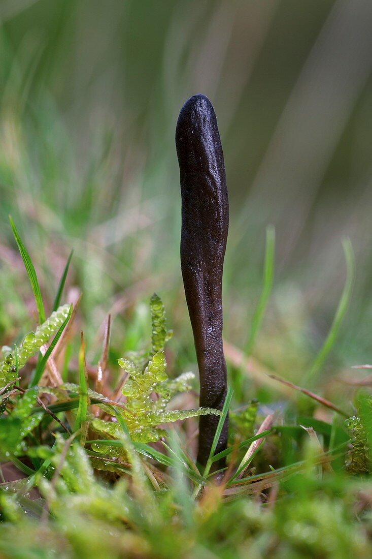 Earthtongue (Geoglossum fallax) mushroom