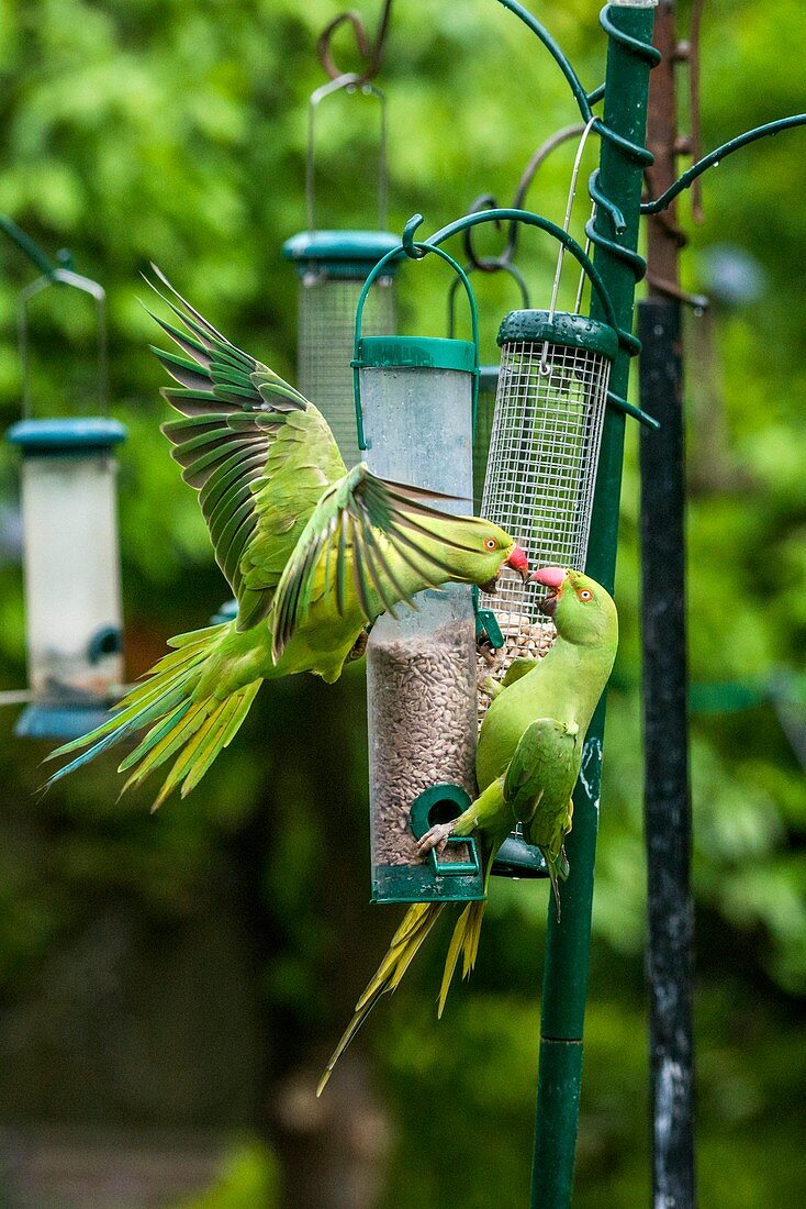 Ring-necked parakeets on bird feeders