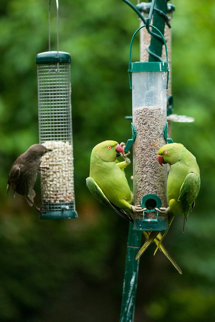 Ring-necked parakeets and starling on bird feeders