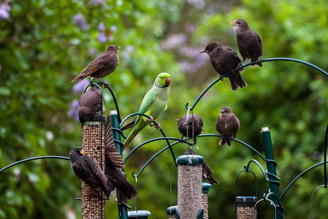 Ring-necked parakeet and starlings on bird feeders