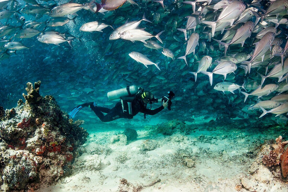 Diver and school of jackfish