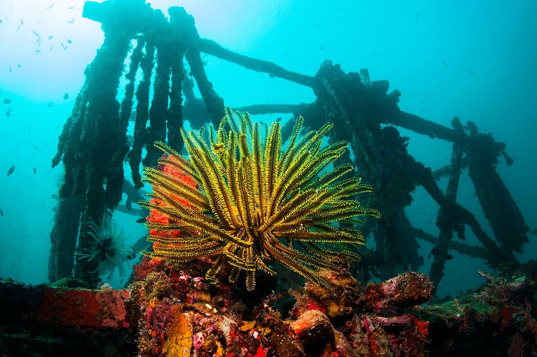 Crinoid on an artificial reef