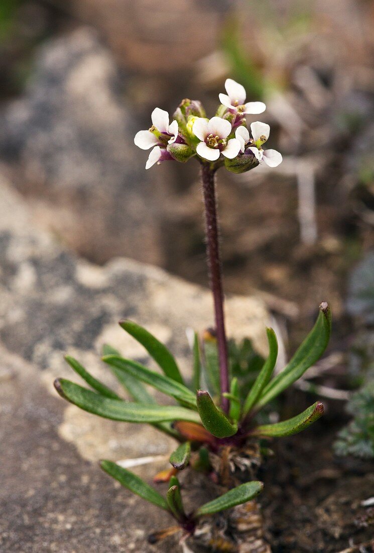 Long's Braya (Braya longii) in flower on limestone