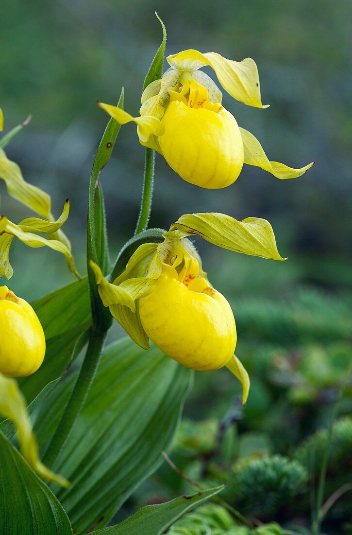 Yellow lady's slipper in flower