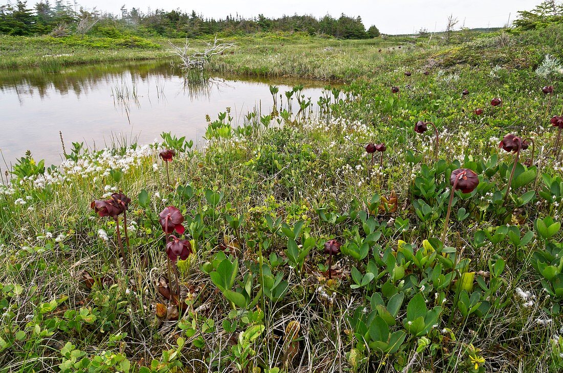 Purple pitcher plants (Sarracenia purpurea) in flower