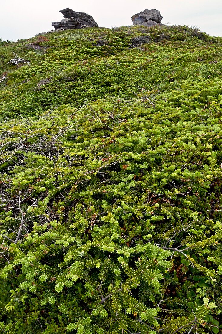 Dwarf coastal coniferous vegetation