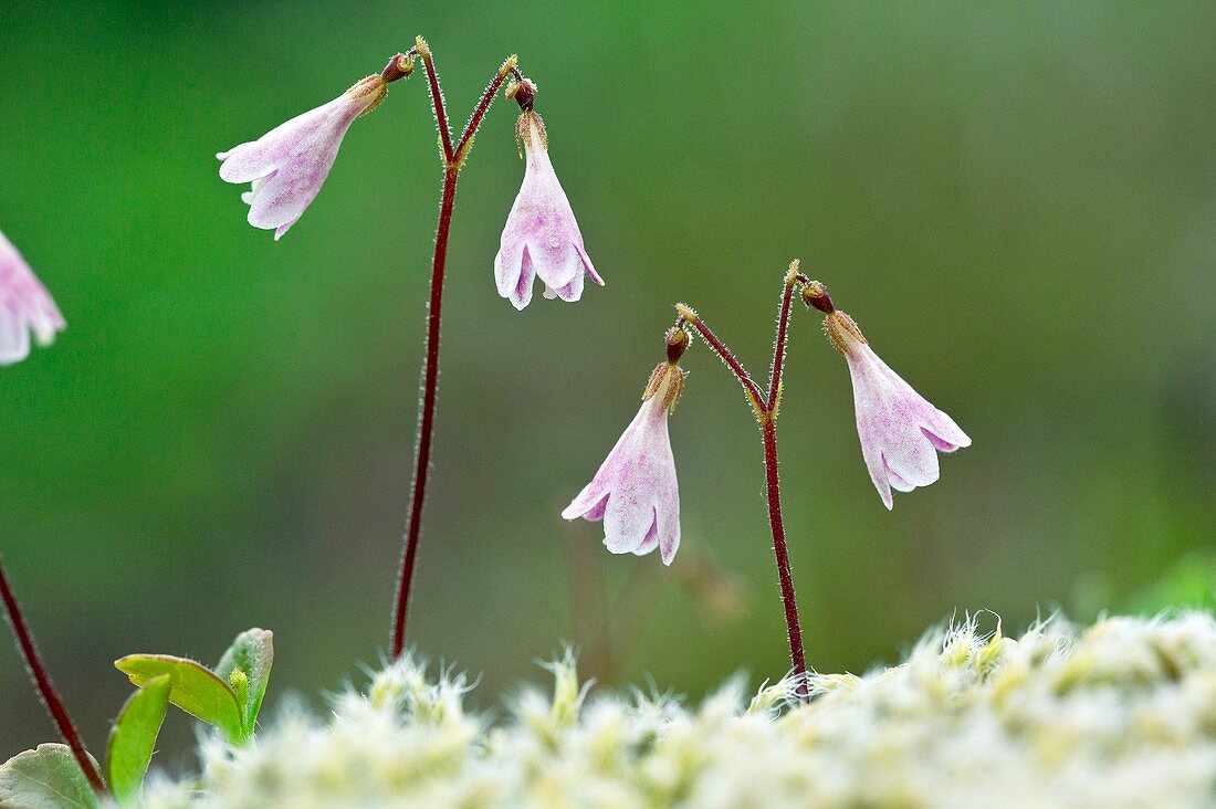 Twinflower (Linnaea borealis) in flower