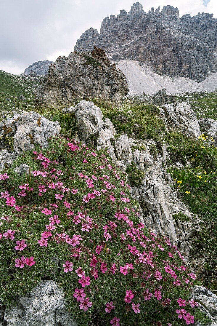 Cinquefoil (Potentilla nitida) in flower on mountainside