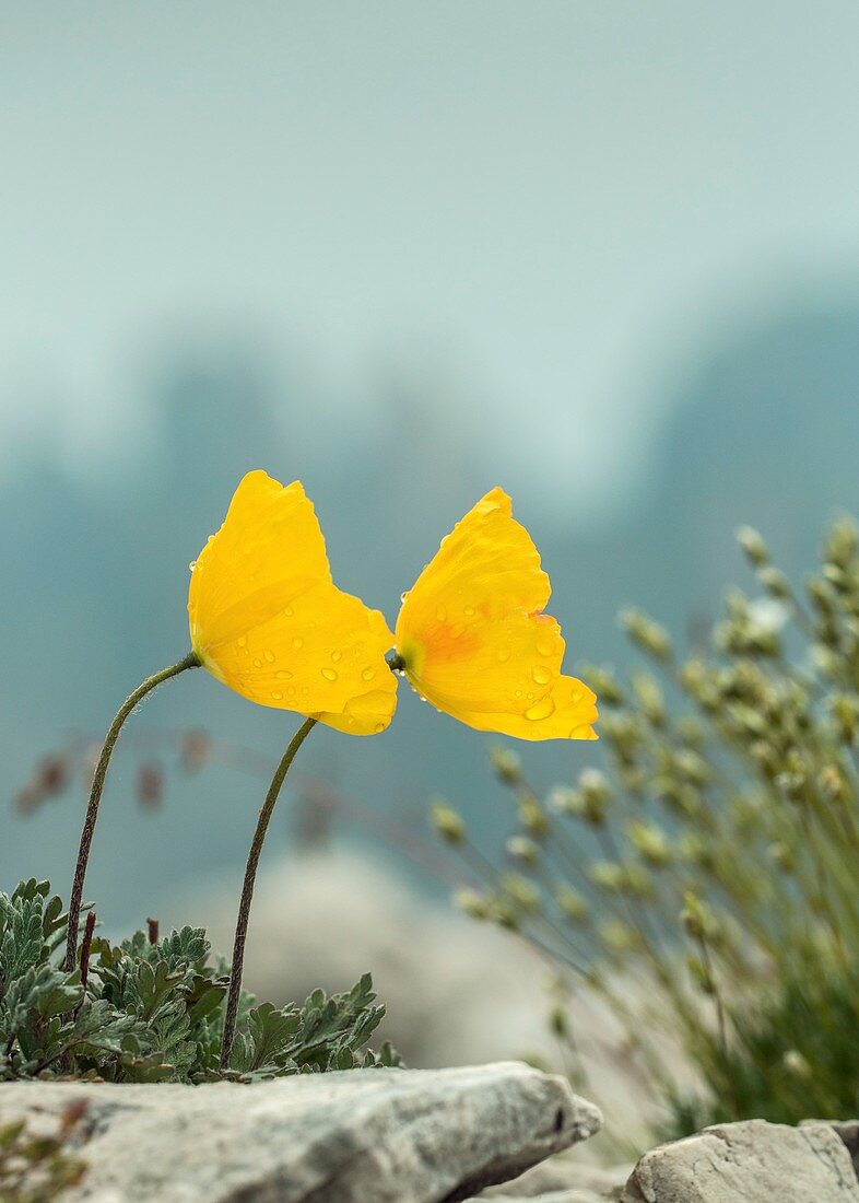 Rhaetian poppy (Papaver alpinum rhaeticum) in flower