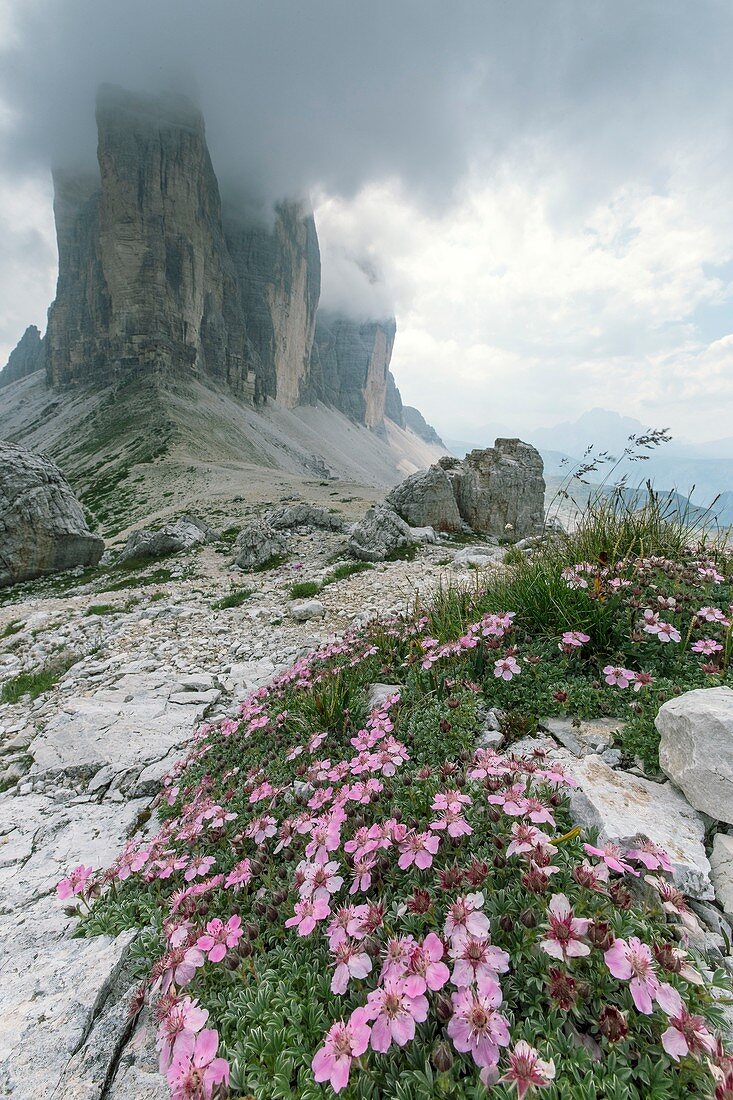 Cinquefoil (Potentilla nitida) in flower on mountainside