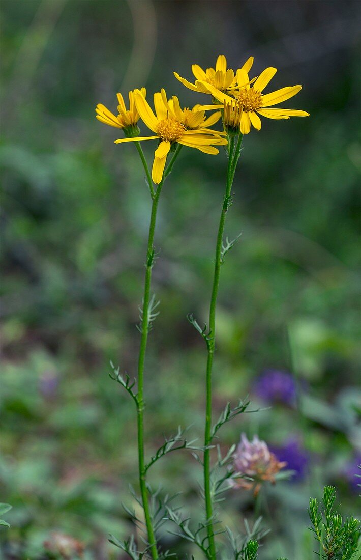 Pinnate-leaved ragwort (Senecio abrotanifolius) in flower