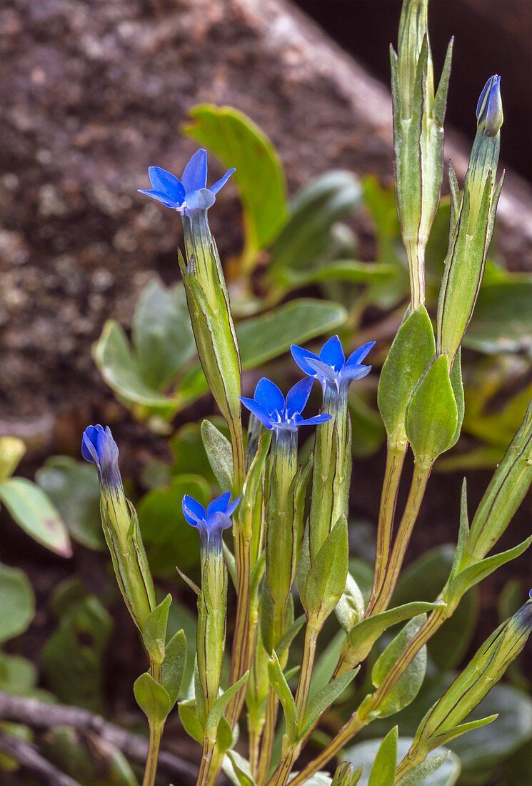 Snow gentian (Gentiana nivalis) in flower