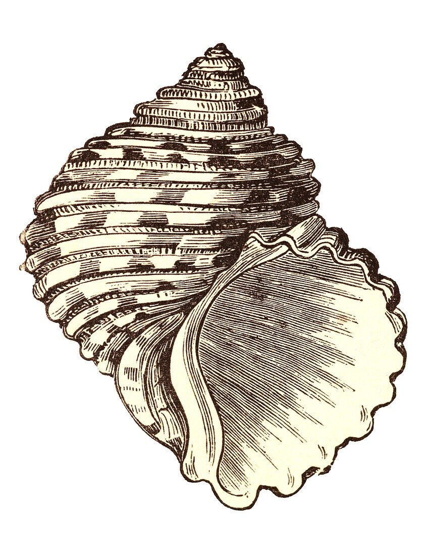 Turbo seashell
