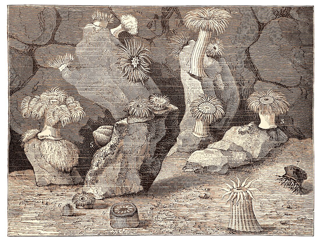 Illustration of sea anenomes