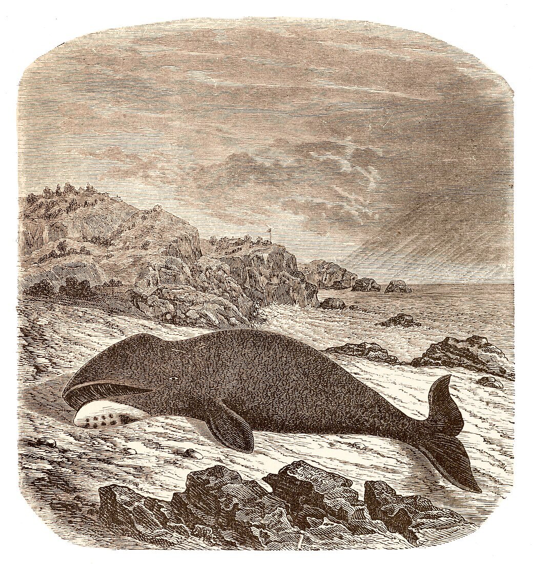 Beached or stranded Northern whale