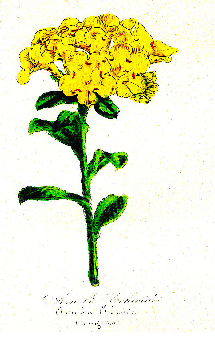 Prophet's flower, 19th Century illustration