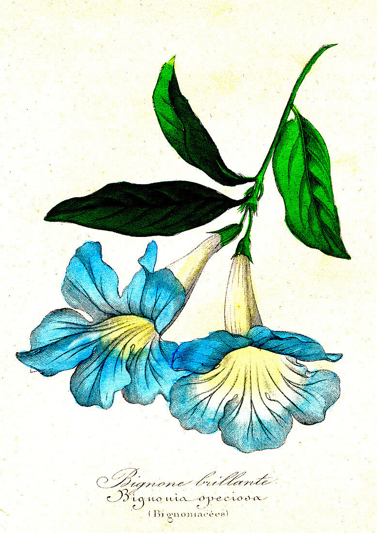 Bignonia speciosa, 19th Century illustration